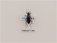 藏品(偽步行蟲)的圖片